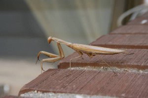 Gottesanbeterin